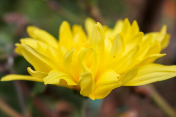 Fototapeta premium yellow flower in spring