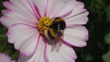 Buff-tailed bumble bee (Bombus terrestris) feeding on a pink and white cosmos flower
