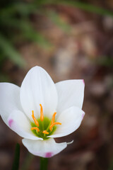 Obraz premium white magnolia flower