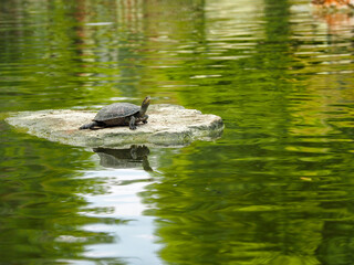 turtle on the water