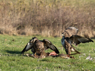 Common buzzard, Buteo buteo