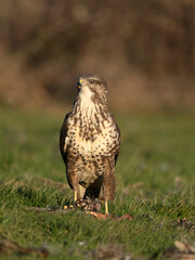 Common buzzard, Buteo buteo