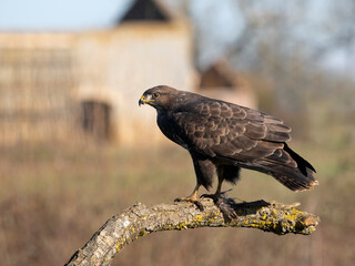 Fototapeta premium Common buzzard, Buteo buteo
