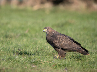 Fototapeta premium Common buzzard, Buteo buteo