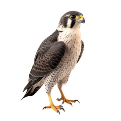 Falcon bird clip art