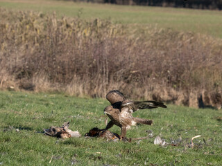 Common buzzard, Buteo buteo