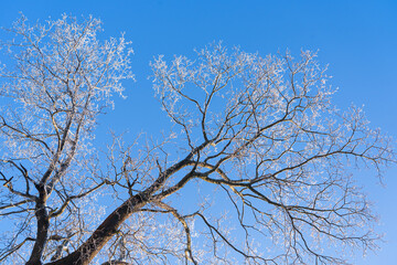 A fragment of a tree crown without leaves against a clear blue sky. The branches are covered with gray white frost. Background.