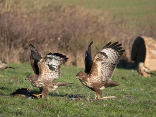 Common buzzard, Buteo buteo