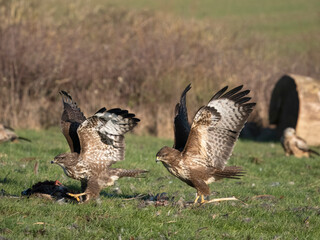 Common buzzard, Buteo buteo - obrazy, fototapety, plakaty