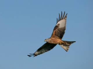 Fototapeta premium Red kite, Milvus milvus