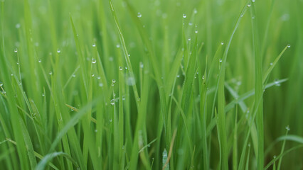 Fototapeta na wymiar Closeup Shot of Morning Dew on Rice Sapling Leaves
