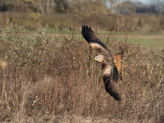 Red kite, Milvus milvus