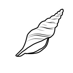 Hand Drawn Sea Shell 