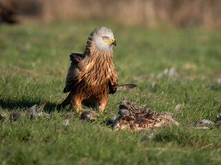 Red kite, Milvus milvus
