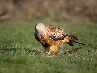 Red kite, Milvus milvus