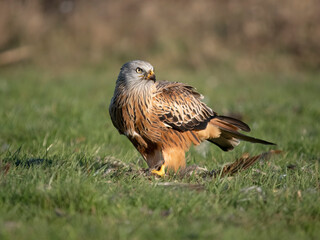 Red kite, Milvus milvus