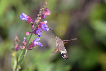 Hummingbird hawk-moth - Macroglossum stellatarum with Salvia officinalis - the common sage