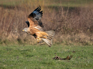 Red kite, Milvus milvus