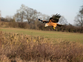 Red kite, Milvus milvus