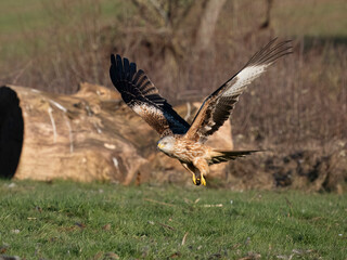 Red kite, Milvus milvus