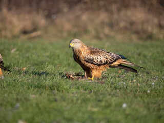 Red kite, Milvus milvus