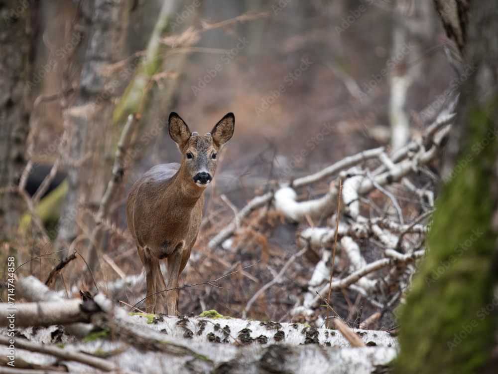 Poster Roe deer, Capreolus capreolus,