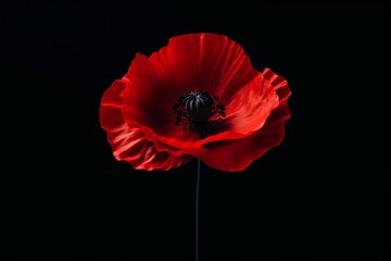 red poppy isolated on black