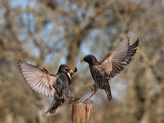 Common starling, Sturnus vulgaris