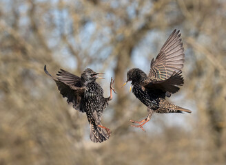 Common starling, Sturnus vulgaris