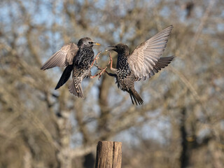Common starling, Sturnus vulgaris
