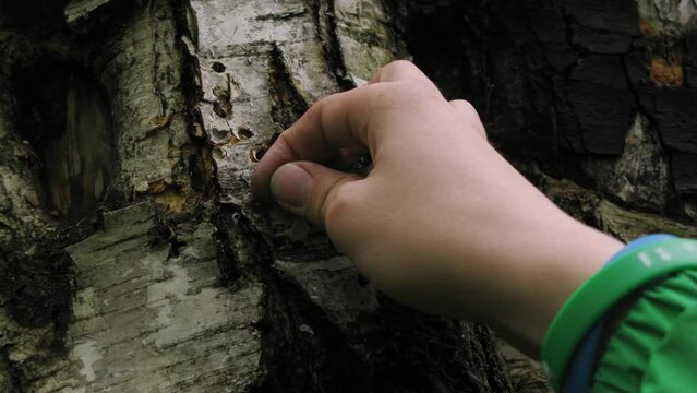 On a tree hanging target, get into it a bullet, target disappears.