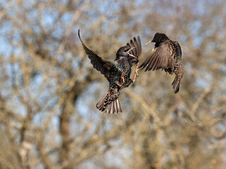Common starling, Sturnus vulgaris