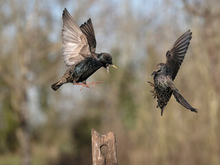 Common starling, Sturnus vulgaris