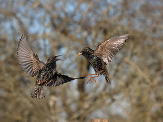 Common starling, Sturnus vulgaris