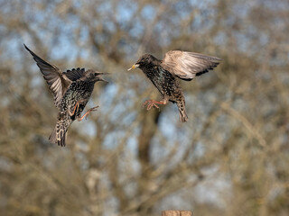 Common starling, Sturnus vulgaris
