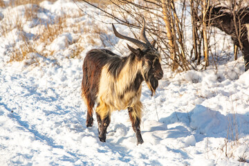 Herd of goats in the snow. Goat herd in winter.