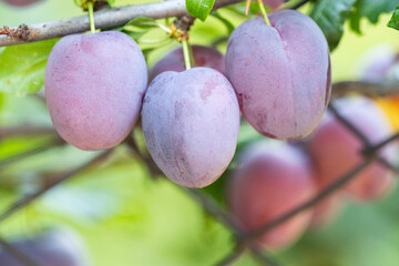 plums on a tree in summer