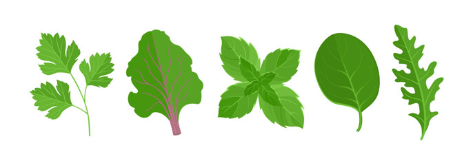 Green salad leaves set. Arugula, spinach, parsley, mint and beet leaf. Vector cartoon flat illustration. Fresh vegetables icons. - obrazy, fototapety, plakaty