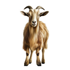 Goat clip art