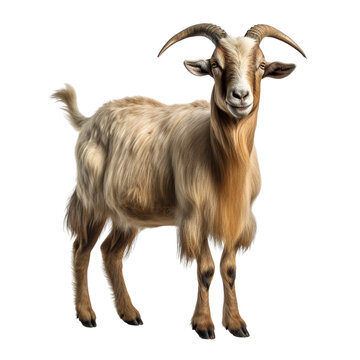 recommend clip art: Goat clip art