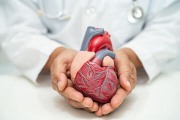 Cardiovascular disease CVD, Asian doctor holding human anatomy model for learn and treat heart...