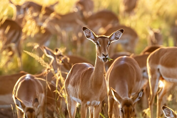 Impala herd, Aepyceros melampus, grazing in golden early morning sunlight, Masai Mara, Kenya. This is a female group. - obrazy, fototapety, plakaty