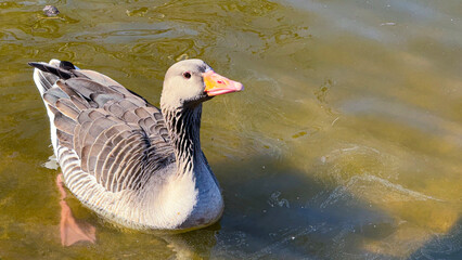 In nature's embrace, geese gracefully navigate the waters