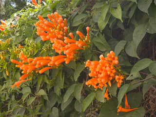 Flaming Trumpet flowers against green leaves.