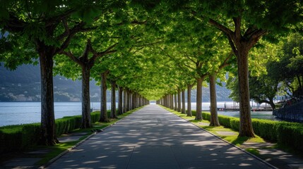 a nature inspired walking pathway road surrounded by trees near water