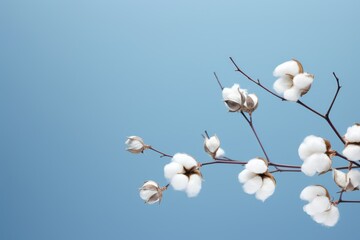Cotton branch on background Flat lay Top view with space for text. Delicate white cotton flowers. Light color cotton background.