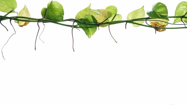 Isolated Manjula pothos plant, Epipremnum aureum leaves, Heart shaped leaves isolated on white background, Devil's ivy philodendron