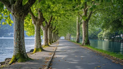  a nature inspired walking pathway road surrounded by trees near water © DailyLifeImages