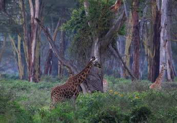 Żyrafy w afrykańskim buszu Lake Nakuru Kenya