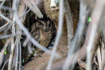 The Indian owl is a species of owl native to South Asia.
